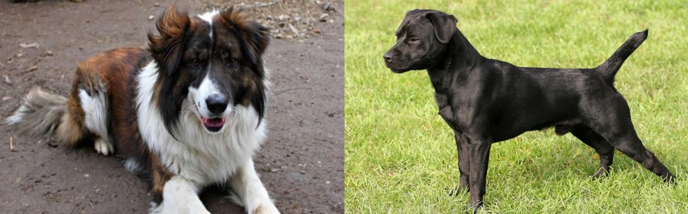 Patterdale Terrier vs Aidi - Breed Comparison