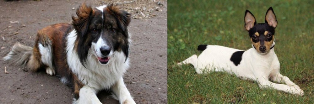 Toy Fox Terrier vs Aidi - Breed Comparison