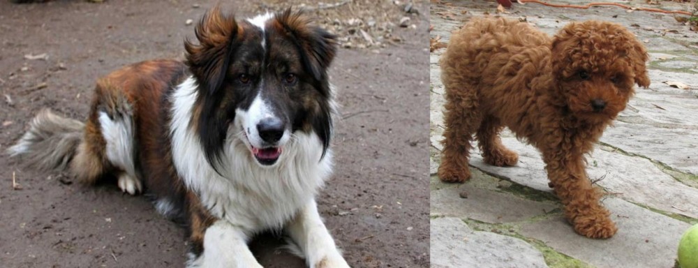 Toy Poodle vs Aidi - Breed Comparison