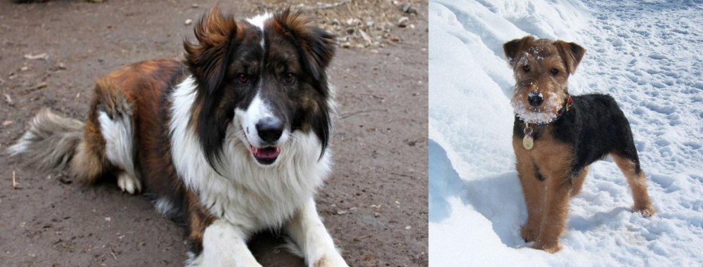 Welsh Terrier vs Aidi - Breed Comparison