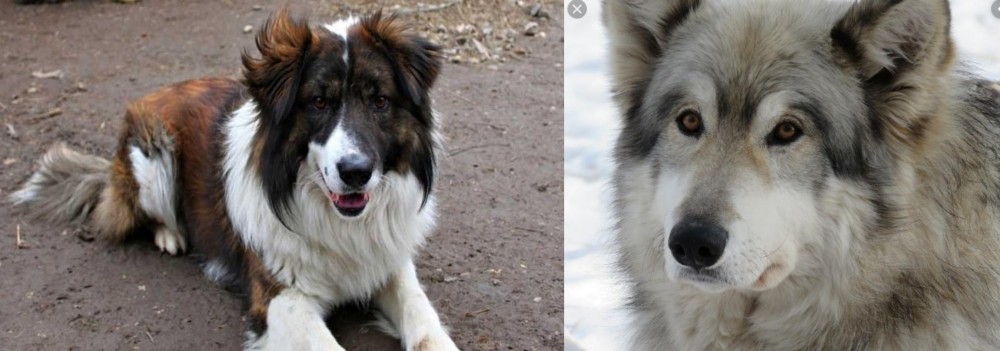 Wolfdog vs Aidi - Breed Comparison