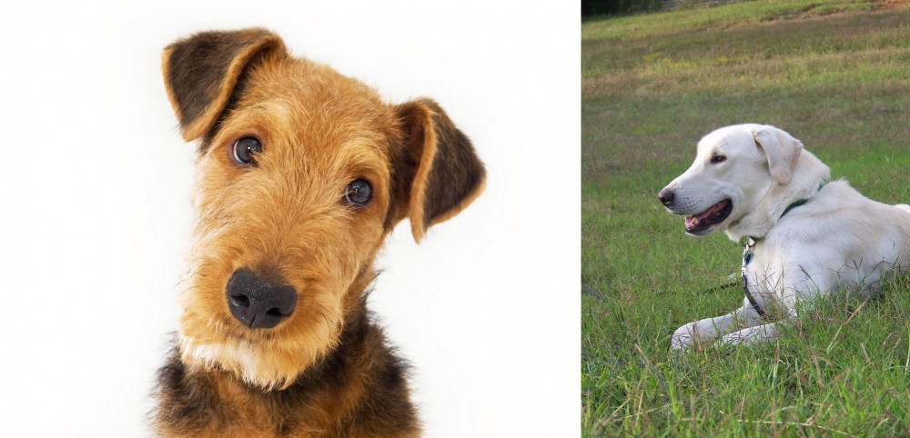 Akbash Dog vs Airedale Terrier - Breed Comparison