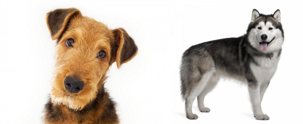 Alaskan Malamute vs Airedale Terrier - Breed Comparison