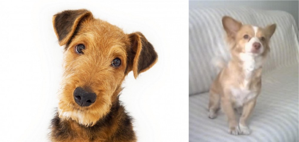Alopekis vs Airedale Terrier - Breed Comparison
