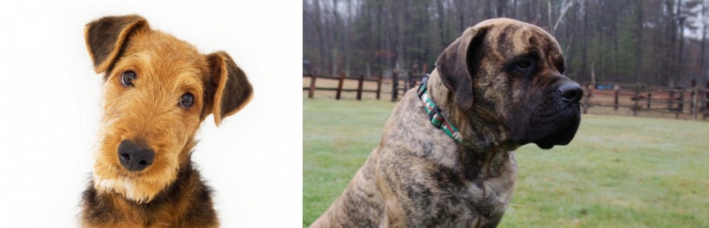 American Mastiff vs Airedale Terrier - Breed Comparison
