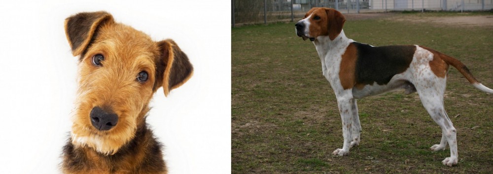 Anglo-Francais de Petite Venerie vs Airedale Terrier - Breed Comparison