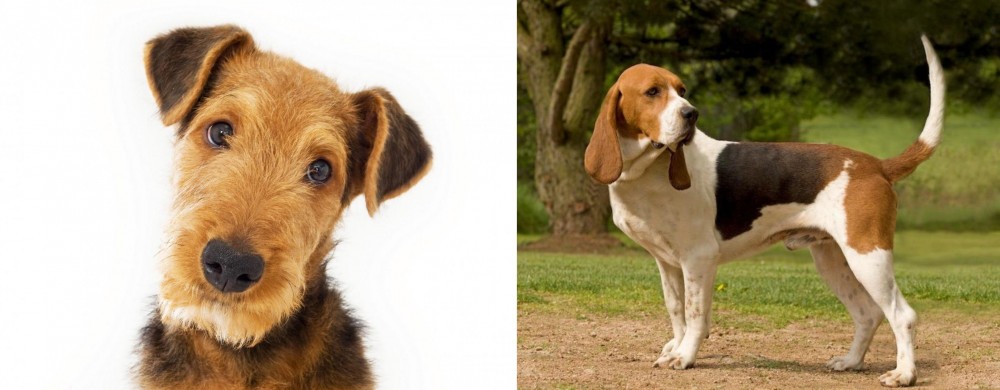 Artois Hound vs Airedale Terrier - Breed Comparison