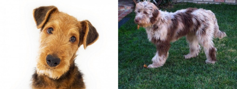 Aussie Doodles vs Airedale Terrier - Breed Comparison