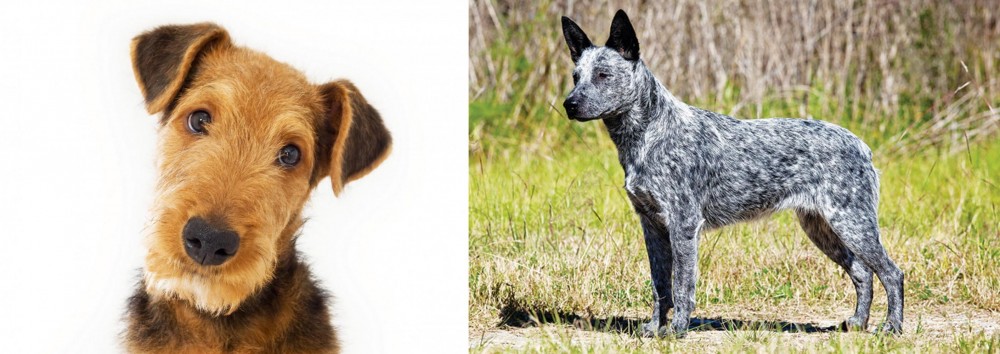 Australian Stumpy Tail Cattle Dog vs Airedale Terrier - Breed Comparison