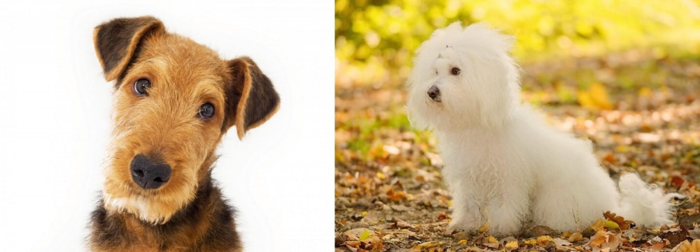 Bichon Bolognese vs Airedale Terrier - Breed Comparison