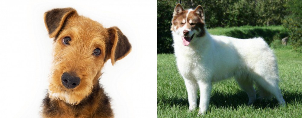 Canadian Eskimo Dog vs Airedale Terrier - Breed Comparison
