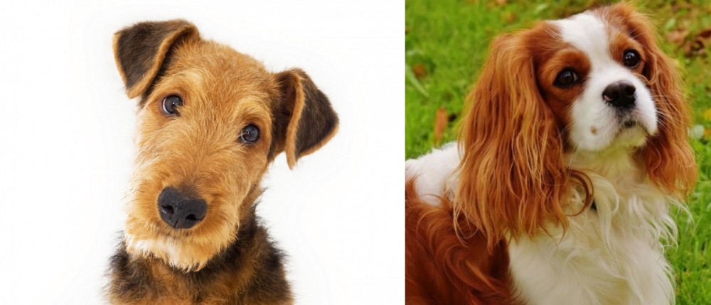 Cavalier King Charles Spaniel vs Airedale Terrier - Breed Comparison