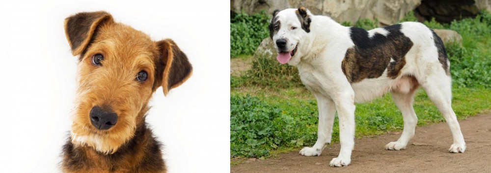 Central Asian Shepherd vs Airedale Terrier - Breed Comparison