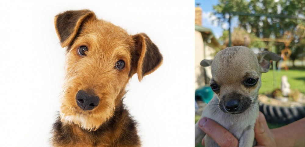 Chihuahua vs Airedale Terrier - Breed Comparison