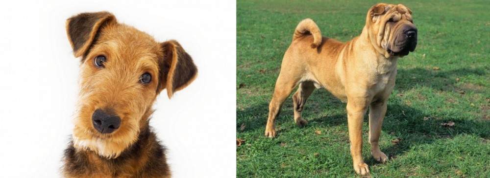 Chinese Shar Pei vs Airedale Terrier - Breed Comparison