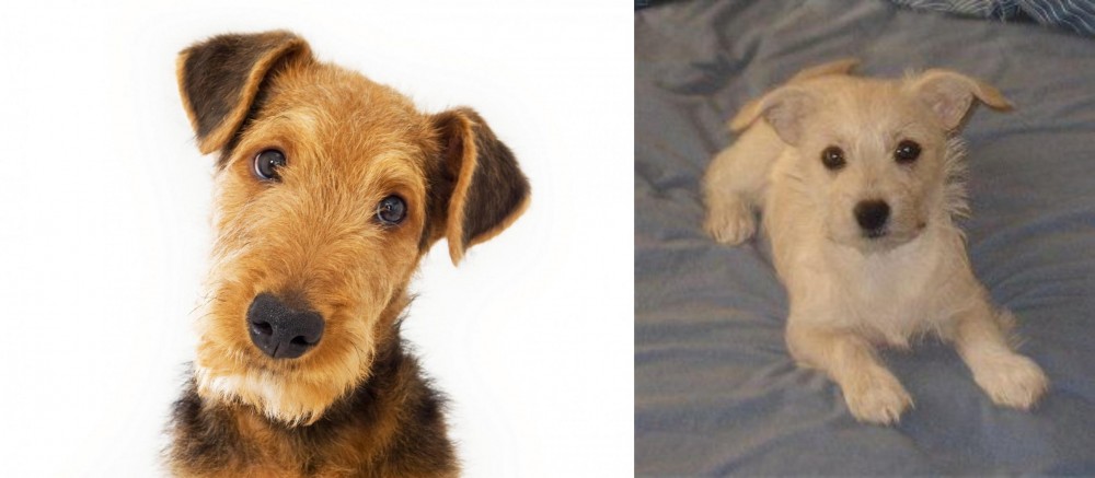 Chipoo vs Airedale Terrier - Breed Comparison