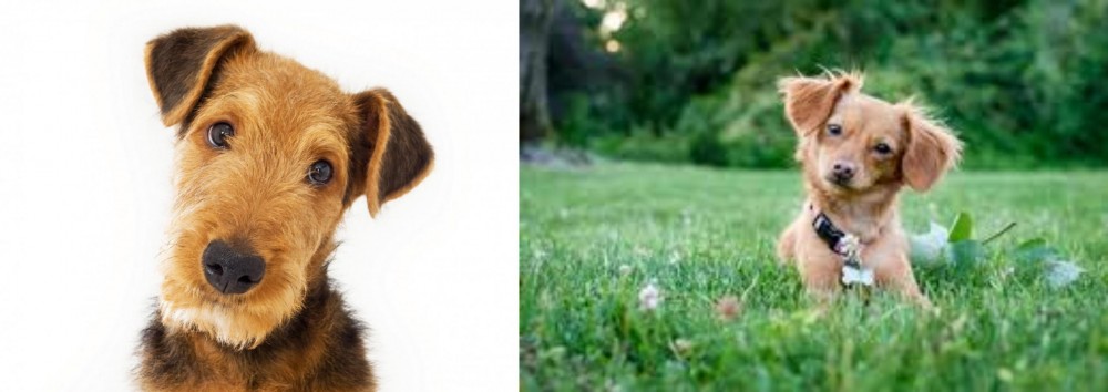 Chiweenie vs Airedale Terrier - Breed Comparison