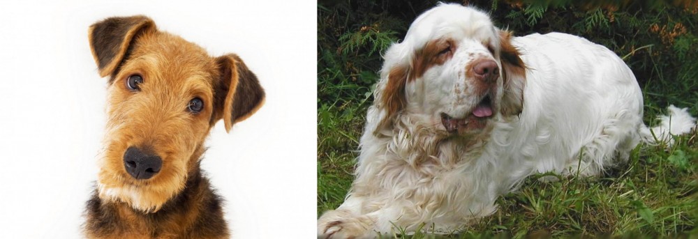 Clumber Spaniel vs Airedale Terrier - Breed Comparison