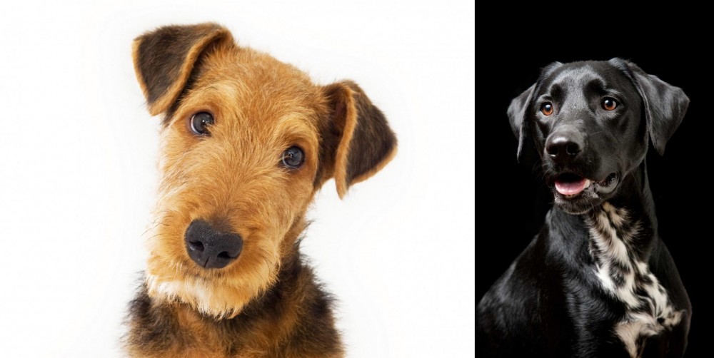 Dalmador vs Airedale Terrier - Breed Comparison