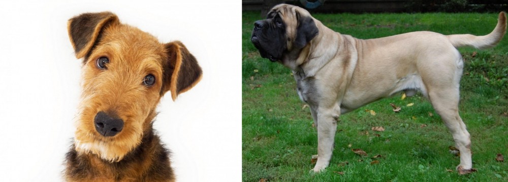 English Mastiff vs Airedale Terrier - Breed Comparison