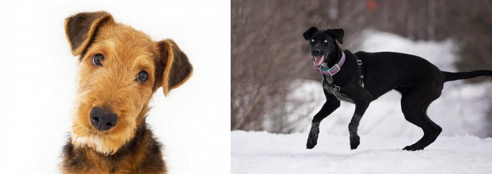 Eurohound vs Airedale Terrier - Breed Comparison