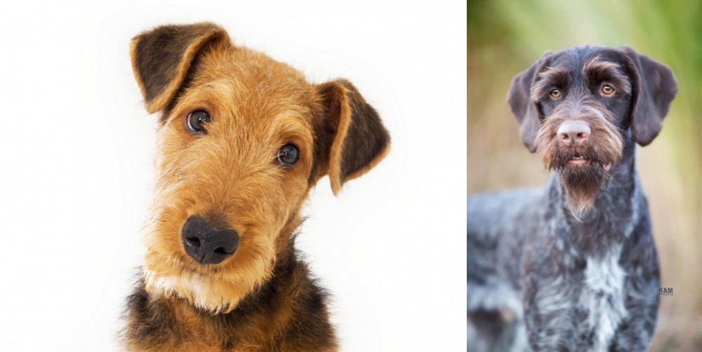 German Wirehaired Pointer vs Airedale Terrier - Breed Comparison