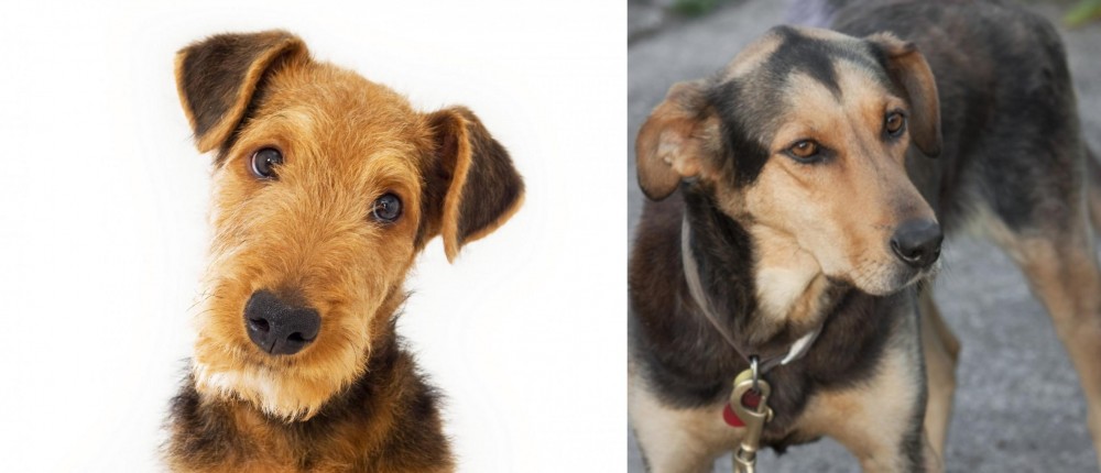 Huntaway vs Airedale Terrier - Breed Comparison