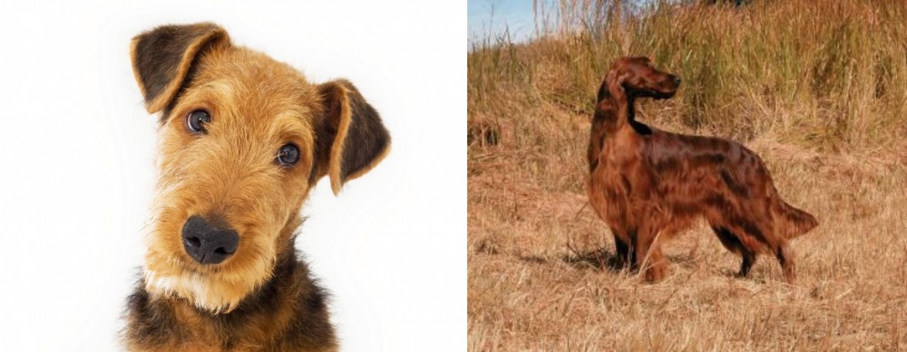 Irish Setter vs Airedale Terrier - Breed Comparison