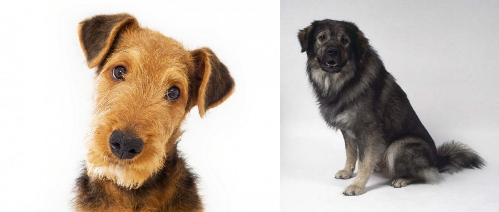 Istrian Sheepdog vs Airedale Terrier - Breed Comparison