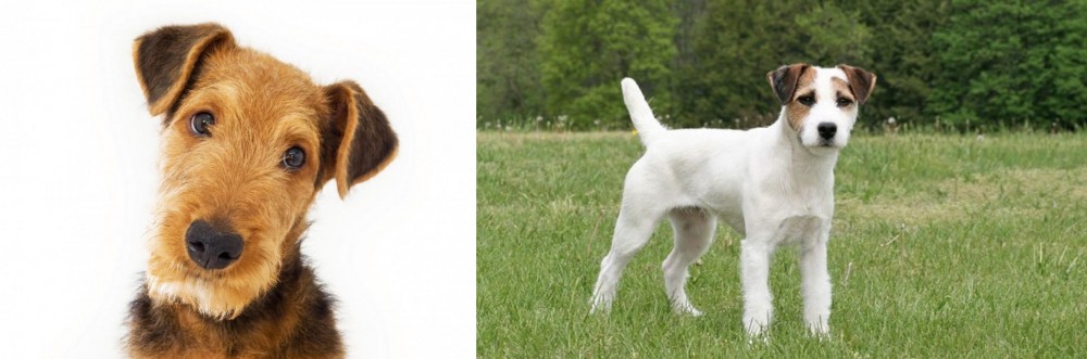 Jack Russell Terrier vs Airedale Terrier - Breed Comparison