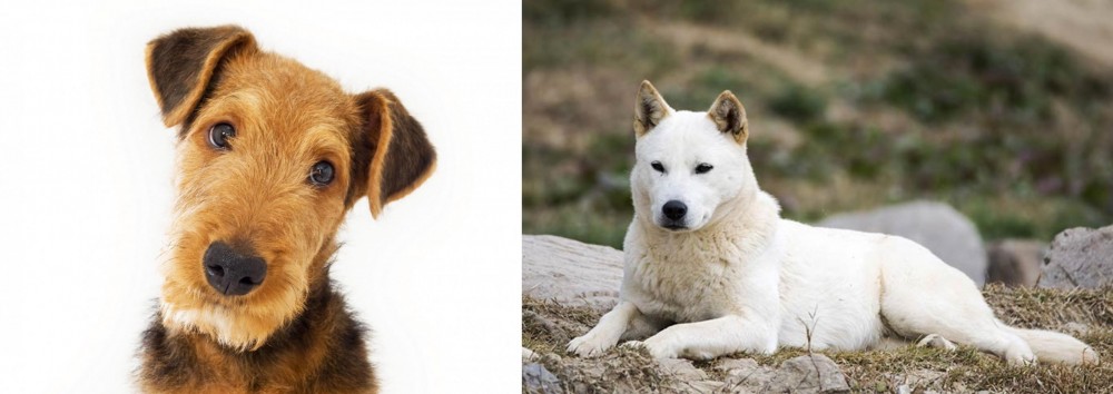 Jindo vs Airedale Terrier - Breed Comparison