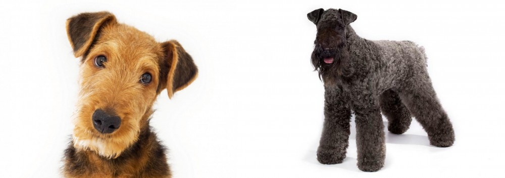 Kerry Blue Terrier vs Airedale Terrier - Breed Comparison
