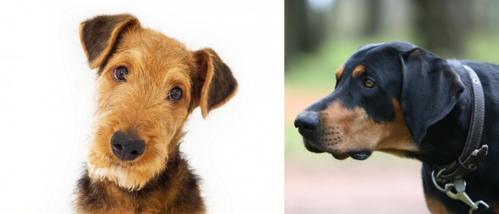 Lithuanian Hound vs Airedale Terrier - Breed Comparison
