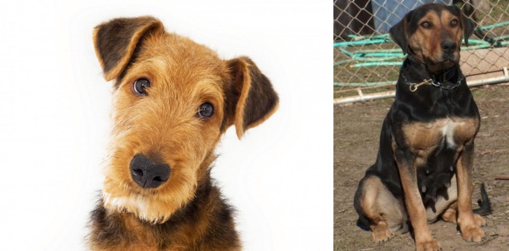 New Zealand Huntaway vs Airedale Terrier - Breed Comparison