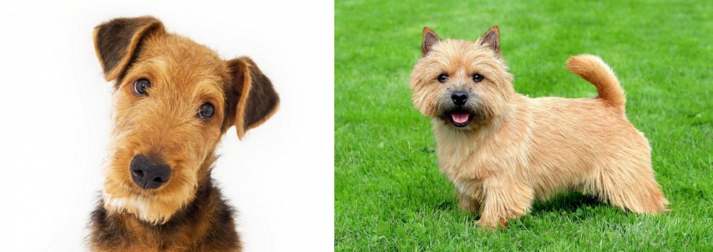 Norwich Terrier vs Airedale Terrier - Breed Comparison