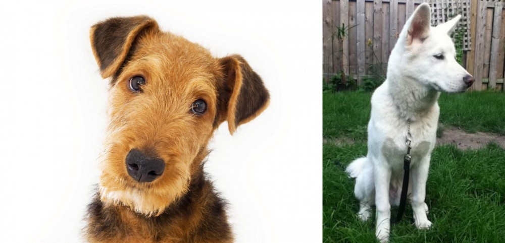 Phung San vs Airedale Terrier - Breed Comparison