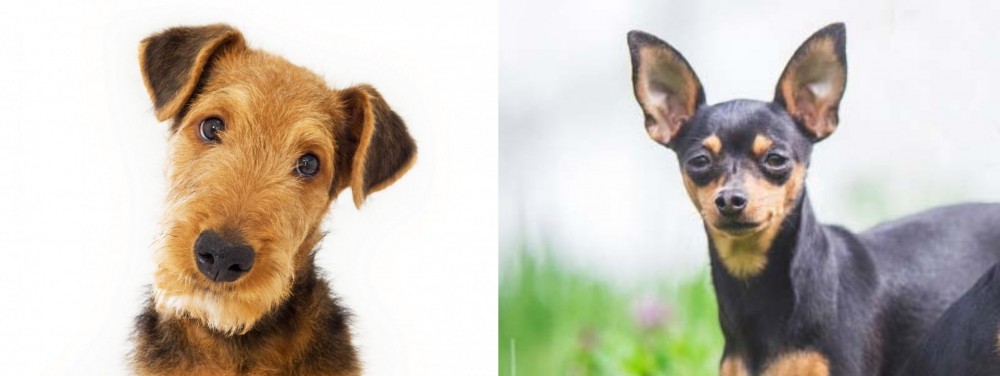 Prazsky Krysarik vs Airedale Terrier - Breed Comparison