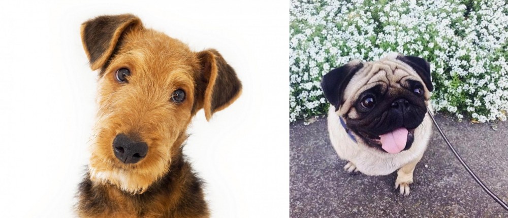 Pug vs Airedale Terrier - Breed Comparison
