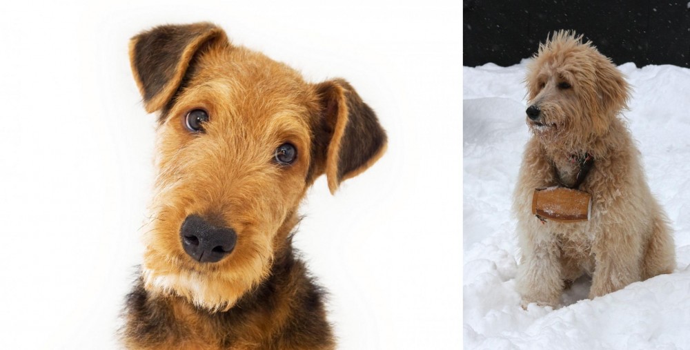 Pyredoodle vs Airedale Terrier - Breed Comparison