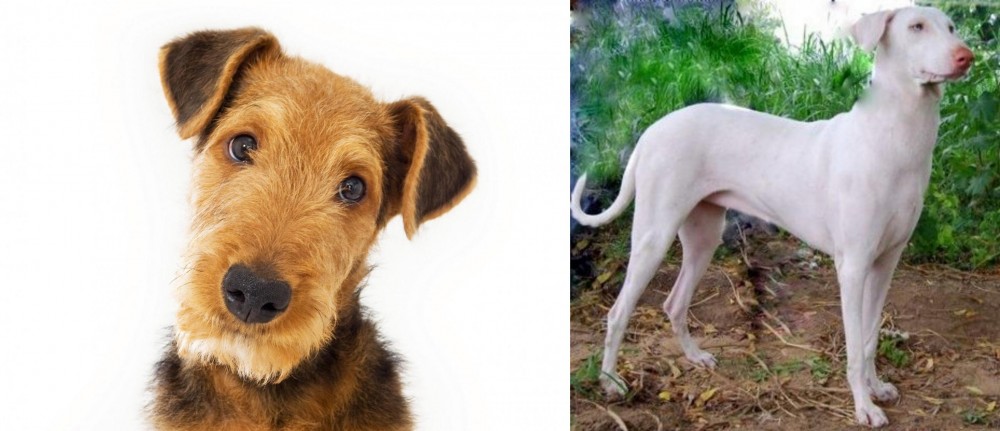 Rajapalayam vs Airedale Terrier - Breed Comparison