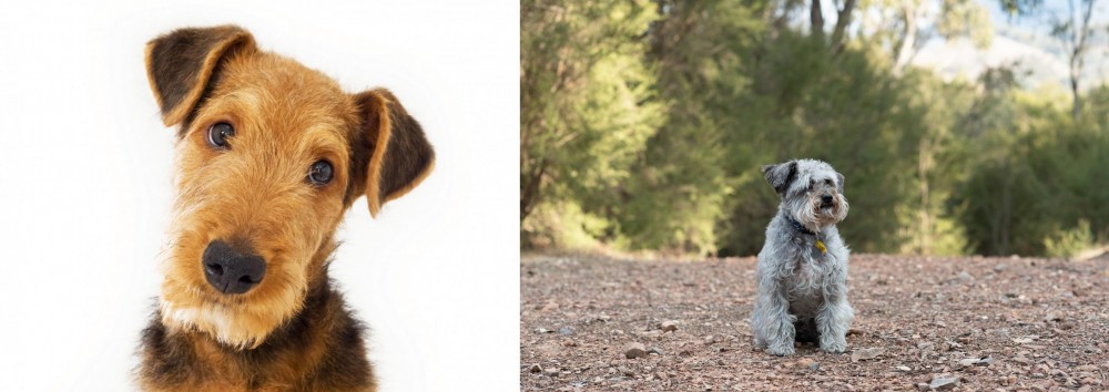Schnoodle vs Airedale Terrier - Breed Comparison
