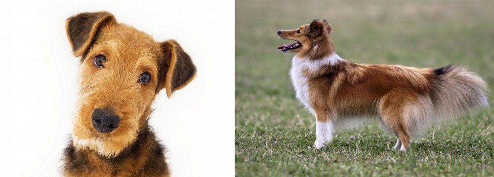 Shetland Sheepdog vs Airedale Terrier - Breed Comparison