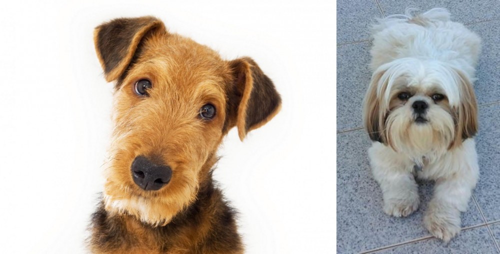 Shih Tzu vs Airedale Terrier - Breed Comparison