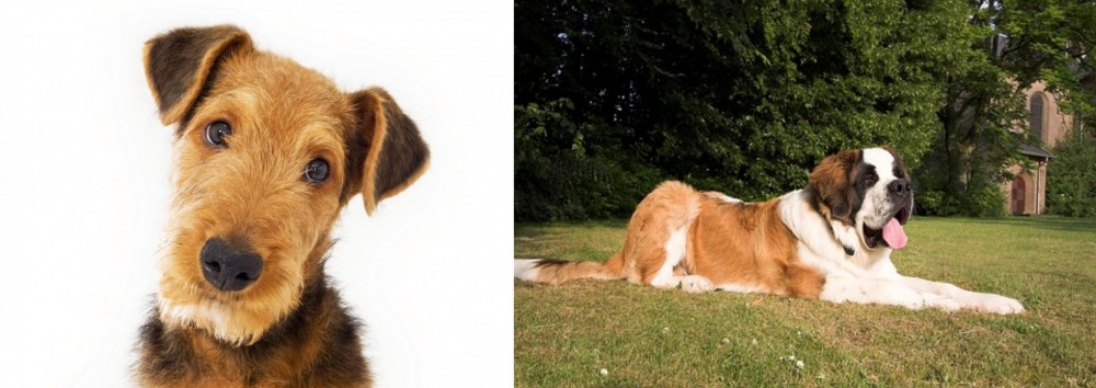 St. Bernard vs Airedale Terrier - Breed Comparison