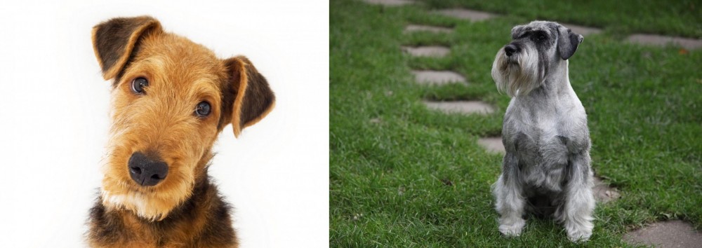 Standard Schnauzer vs Airedale Terrier - Breed Comparison