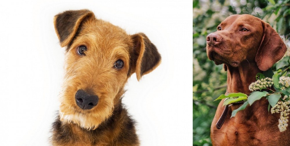 Vizsla vs Airedale Terrier - Breed Comparison