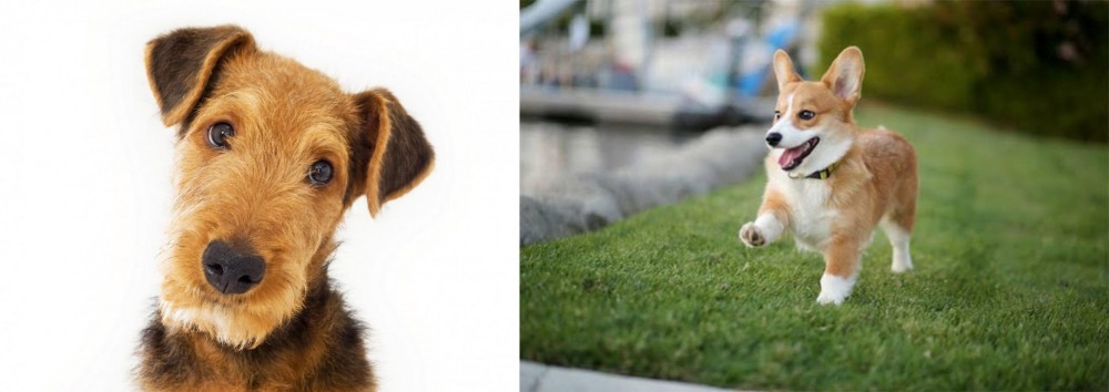 Welsh Corgi vs Airedale Terrier - Breed Comparison
