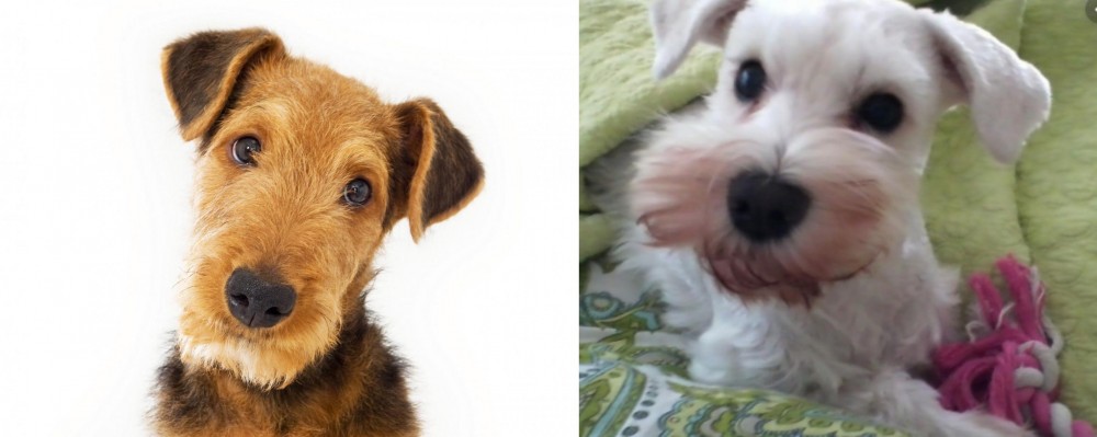 White Schnauzer vs Airedale Terrier - Breed Comparison