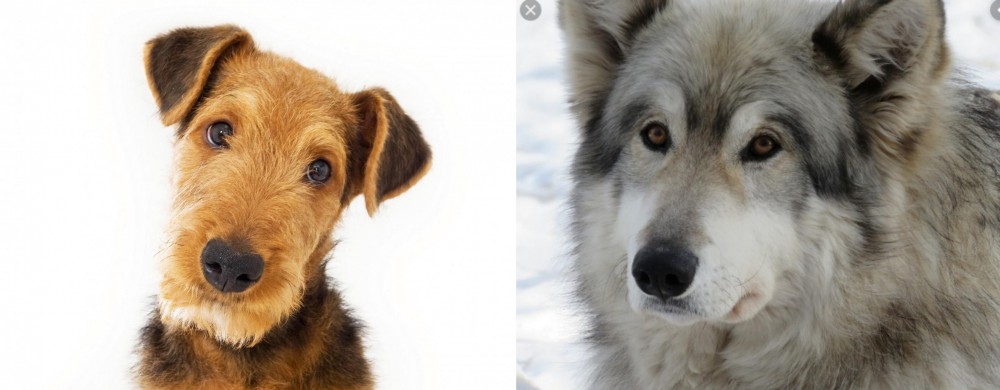 Wolfdog vs Airedale Terrier - Breed Comparison
