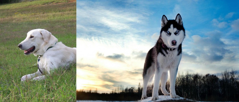 Alaskan Husky vs Akbash Dog - Breed Comparison